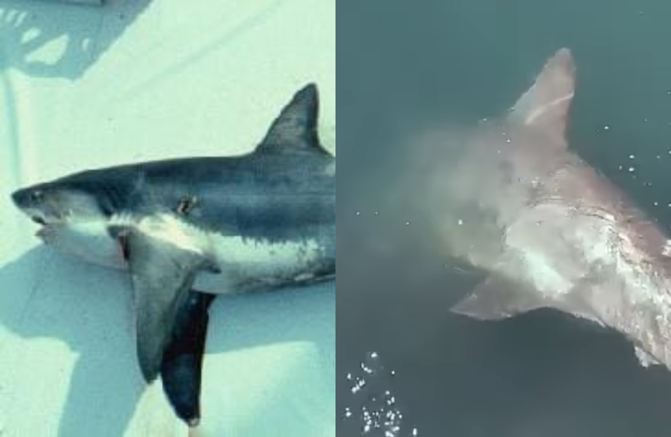 Καρχαρίας 3,5 μέτρων  εγκλωβίστηκε σε αγωγό στο λιμάνι του Βόλου [βίντεο]