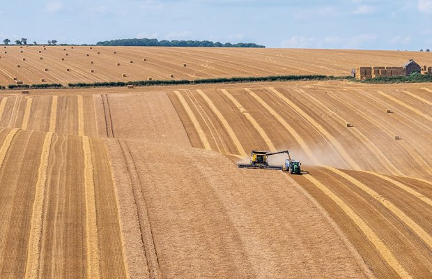 Κριθάρι: Από 18 λεπτά ξεκίνησε το κτηνοτροφικό, αναμένουμε μειωμένες ποσότητες