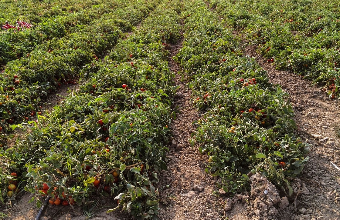 Χρ. Σουλιώτης-ΘΕΣΤΟ : απόγνωση, ο καύσωνας χτυπά τις όψιμες καλλιέργειες βιομηχανικής ντομάτας- δεν δίνουν καρπό (video)