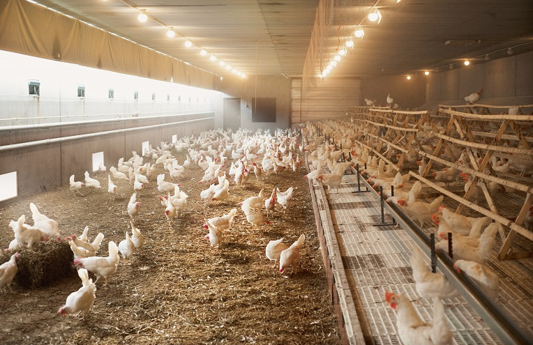Ανησυχία για την γρίπη των πτηνών - Σε ετοιμότητα ο ΕΟΔΥ καθώς αυξάνονται τα κρούσματα παγκοσμίως