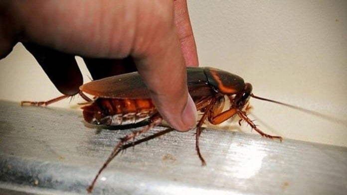 Τι είναι οι ιπτάμενες κατσαρίδες που εμφανίστηκαν στη Λάρισα