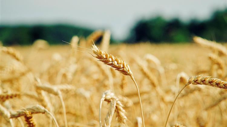 Απαιτείται σχέδιο αναγεννητικής γεωργίας για τη Θεσσαλία-Ιταλικός κολοσσός τροφίμων αγόρασε 320.000 στρέμματα στη Σαχάρα!