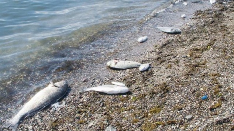 Νεκρά ψάρια στην παραλία των Αλυκών Βόλου προκαλούν ανησυχία!!