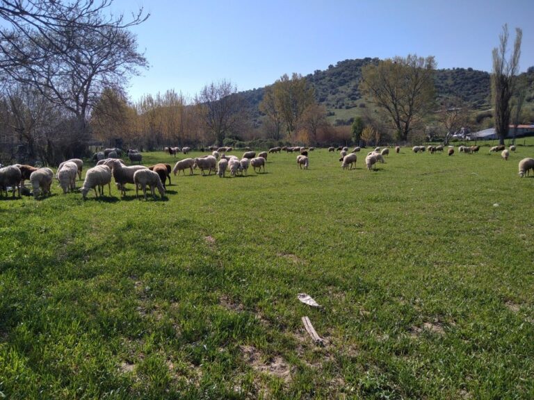 Θεσσαλία: Κλείνουν μέχρι την ερχόμενη Παρασκευή τα σφαγεία λόγω πανώλης