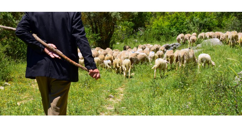 Δεν αποζημιώνει η ΕΕ την πανώλη, 350 ευρώ το αιγοπρόβατο ζητούν οι κτηνοτρόφοι