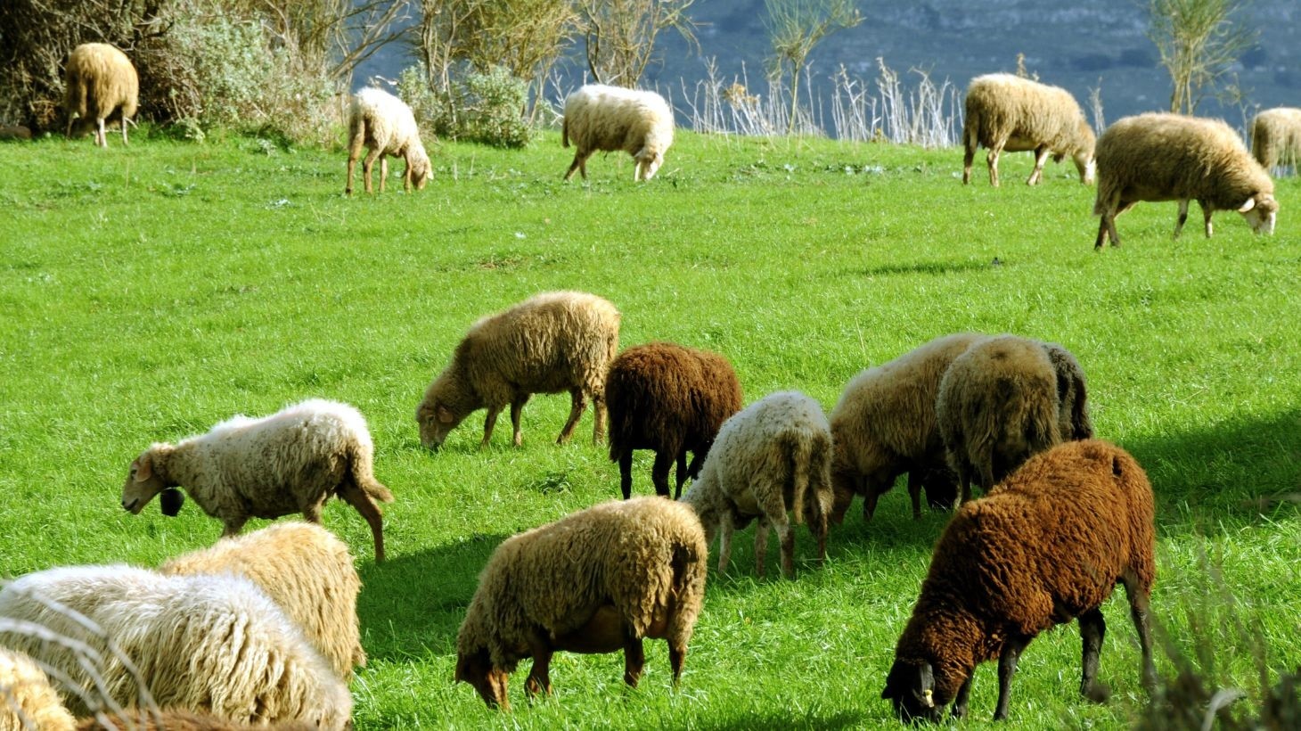 Γιατί η πανώλη των αιγοπροβάτων είναι πλήγμα ισοδύναμο με τον Daniel για τη Θεσσαλία