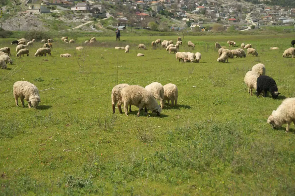 Πανώλη στα αιγοπρόβατα: Τα σενάρια για την αποζημίωση των κτηνοτρόφων που θανατώνουν τα ζώα τους