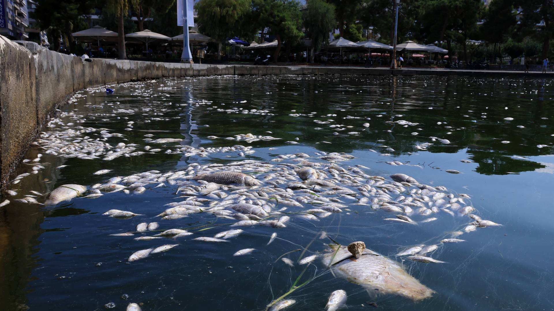 Εισαγγελική έρευνα διέταξε ο Αρειος Πάγος για τα νεκρά ψάρια στον Παγασητικό