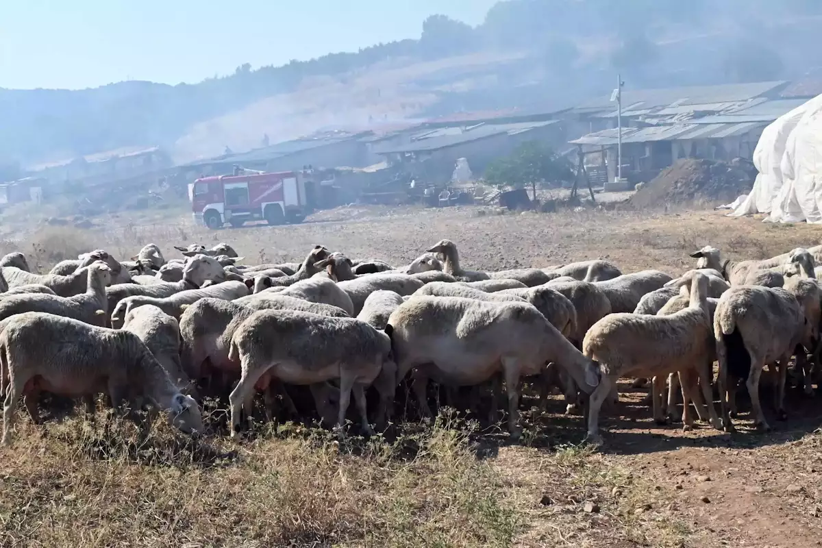 Πανώλη στα αιγοπρόβατα: Άμεσα αναμένονται οι ανακοινώσεις για τις αποζημιώσεις των κτηνοτρόφων