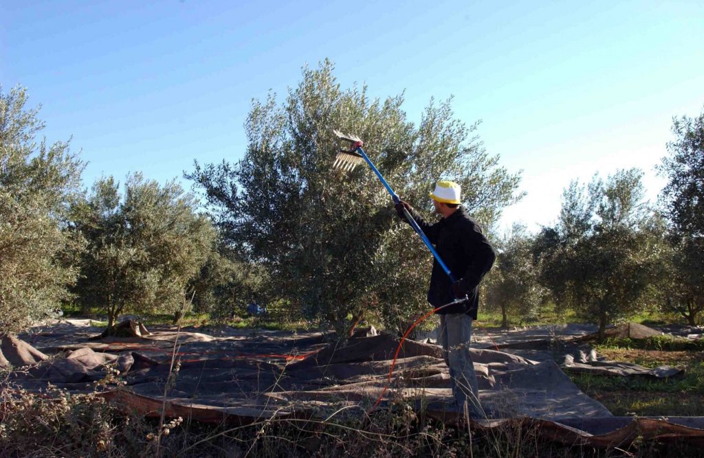 Η τεχνολογία AI ως ασπίδα για την προστασία των ελαιόδεντρων από τα παράσιτα