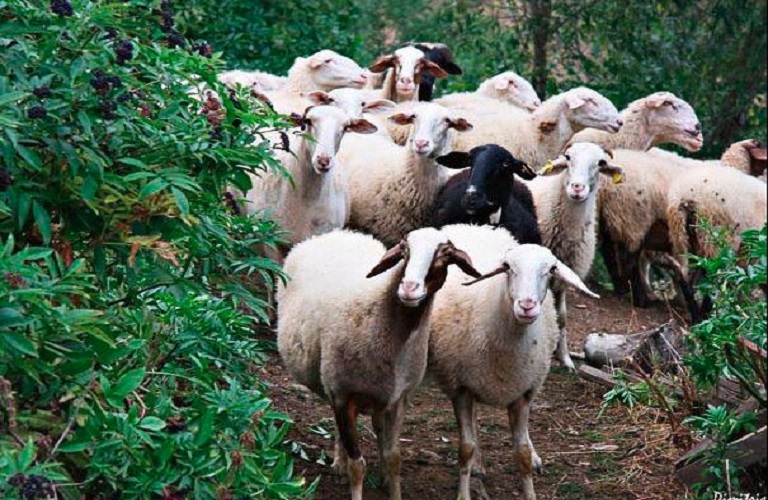 Νέο κρούσμα πανώλης στη Φαλάνη