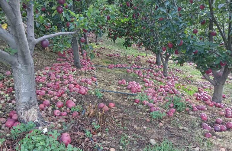 Αγρότες Πηλίου: Τα «μποφόρ» δεν ήταν αρκετά για να αποζημιωθούν οι παραγωγοί μήλων και κάστανων