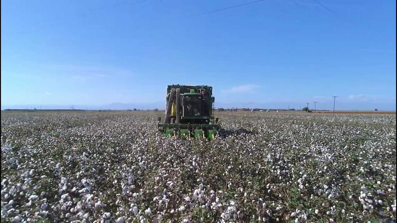 Χαμηλές παραγωγές και τιμές στο βαμβάκι «καίνε» τους αγρότες στον κάμπο-ελπίδες για επιδότηση άνθρακα