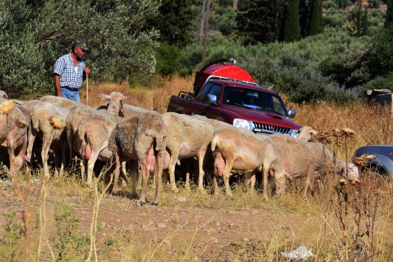 Ευλογιά των προβάτων: Κλείνουν τα σφαγεία σε όλη τη χώρα για 10 ημέρες μετά τα κρούσματα σε Μαγνησία και Κορινθία