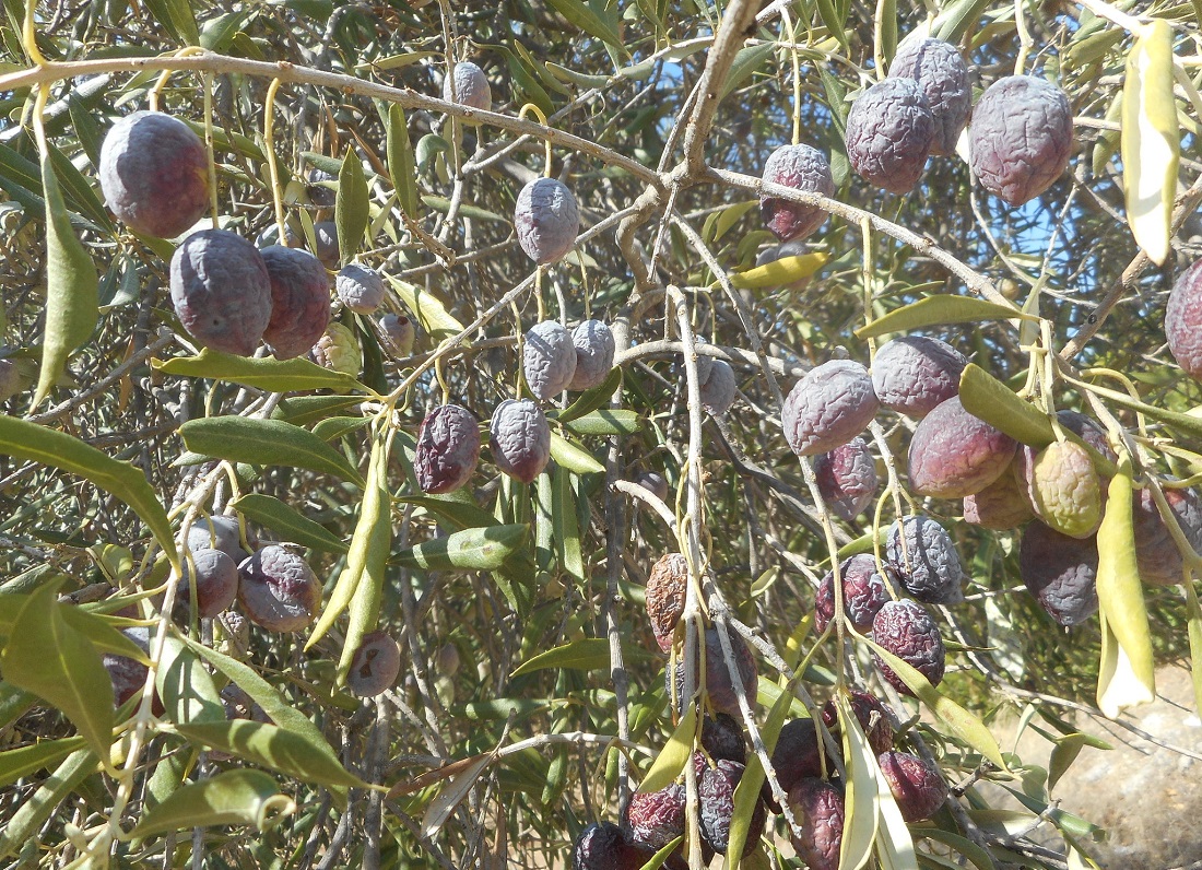 Προβληματισμός για την παρατεταμένη ανομβρία- σταφίδιασαν οι ελιές, δεν προβλέπονται σοβαρές βροχές μέχρι 10 Νοέμβρη