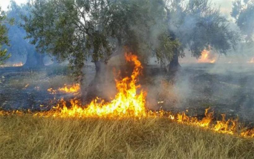 Συναγερμός για φωτιά  σε ελαιόδεντρα στην Αγιά