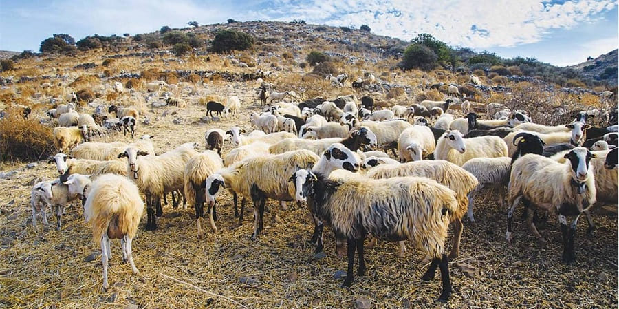 Οδηγείται σε αφανισμό η κτηνοτροφία στη Θεσσαλία -τελειωτικό χτύπημα η ευλογιά (video)