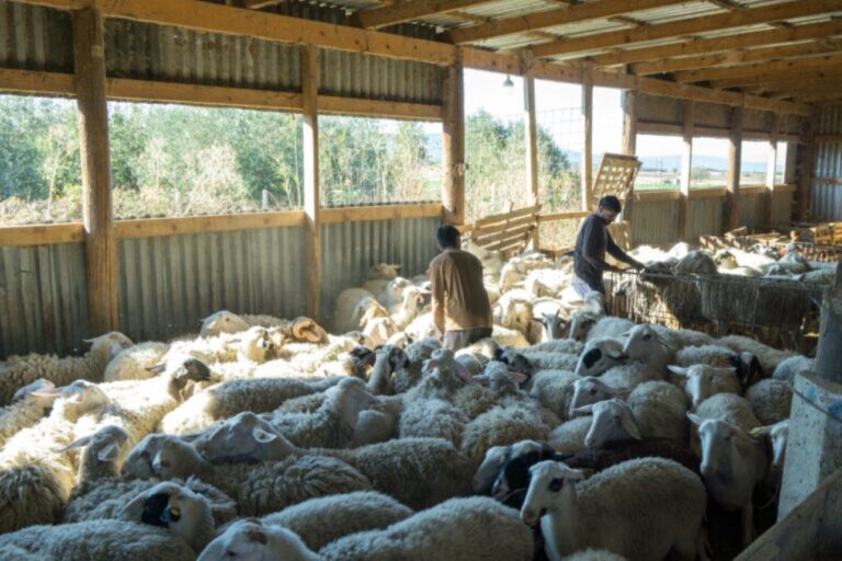 Πεθαίνουν ζώα από ασιτία – Ξέμειναν από ζωοτροφές οι κτηνοτρόφοι στη Μαγνησία λόγω της καραντίνας