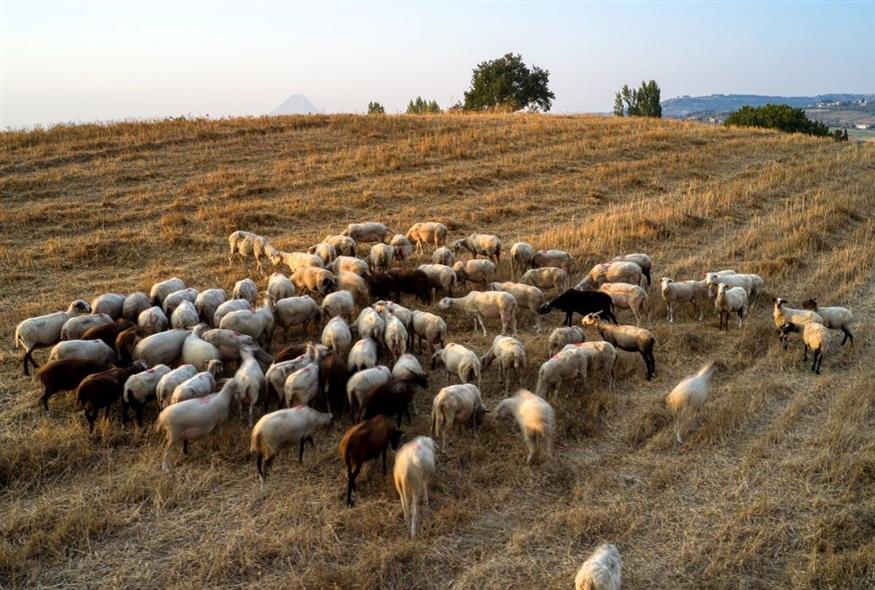 Εντός Δεκεμβρίου η πληρωμή αποζημιώσεων για την πανώλη