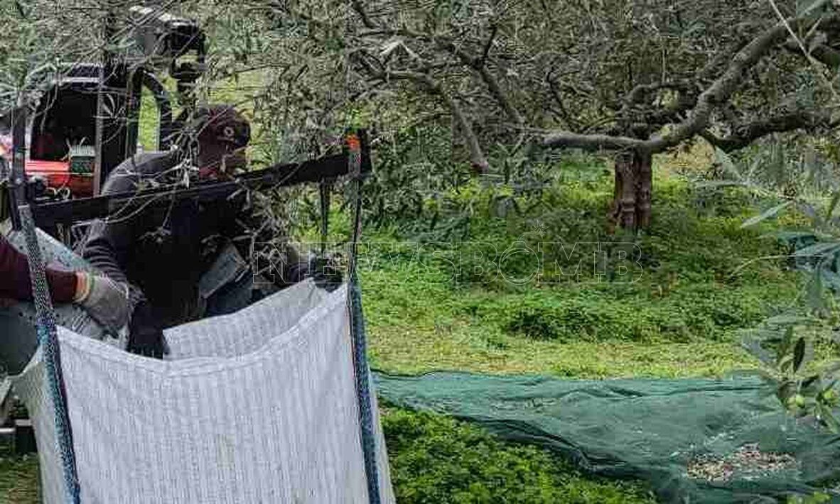 Κρήτη: Χαμός σε χωριό - Κατήγγειλε τον πατέρα του επειδή του ράβδισε τις ελιές