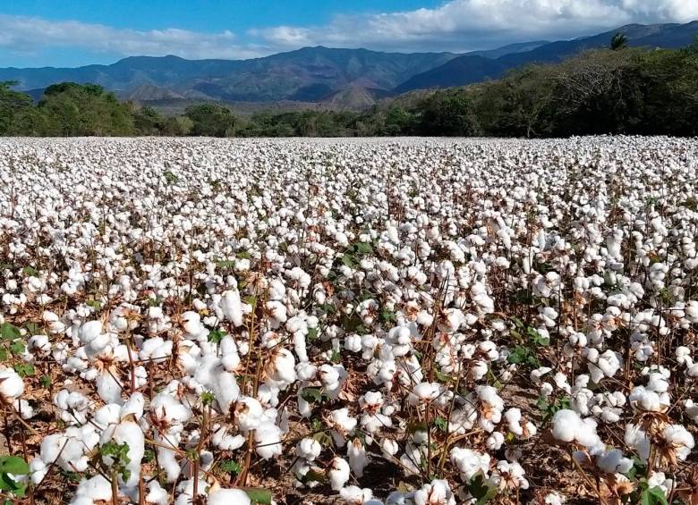 Πάει για μείωση 30% η καλλιέργεια βαμβακιού στον κάμπο τη νέα χρονιά-οι περισσότεροι παραγωγοί «μπήκαν μέσα»