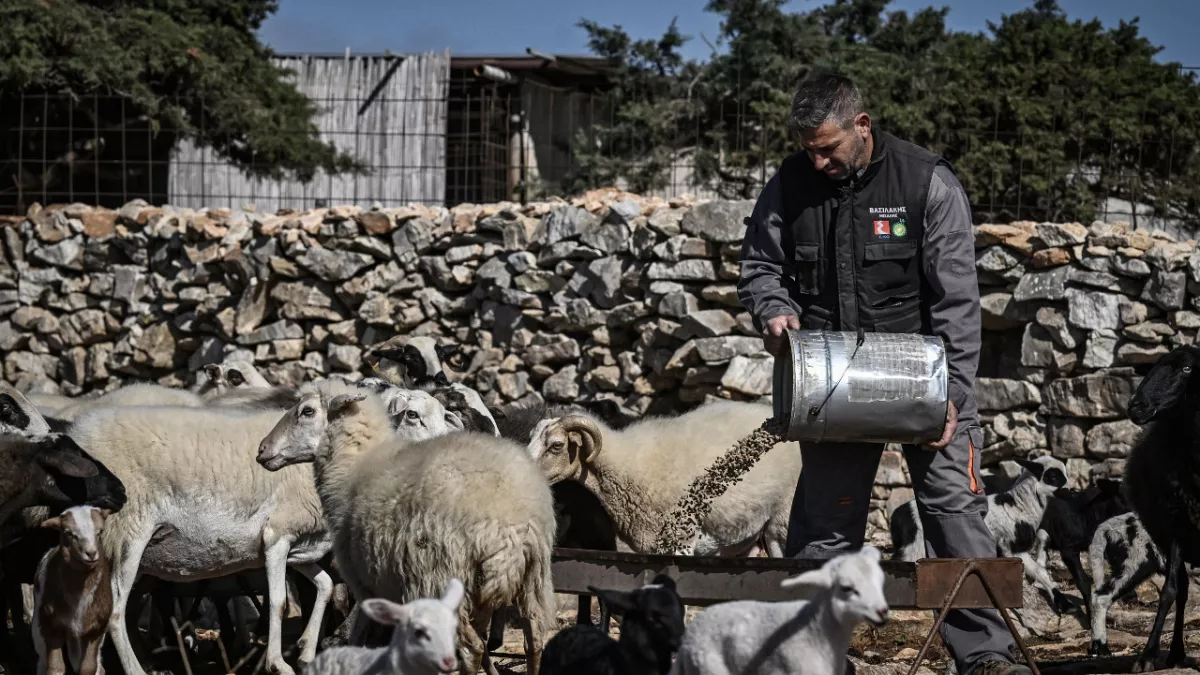 Απειλούν με κατασχέσεις σπιτιών κτηνοτρόφους λίγο πριν την ψήφιση του νόμου για τα αγροτικά δάνεια  (video)