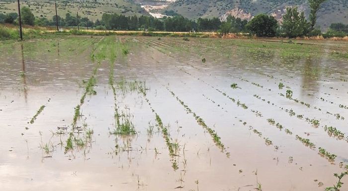 Πάνε για επανασπορές στα σιτηρά σε περιοχές Παλαμά και πρώην δήμου Ευιδρίου- σάπισε ο σπόρος από τις βροχές του Δεκέμβρη