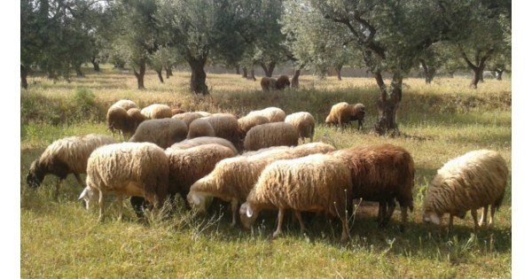 Έρχονται ενισχύσεις de minimis για τις αυξημένες δαπάνες στις ζωοτροφές