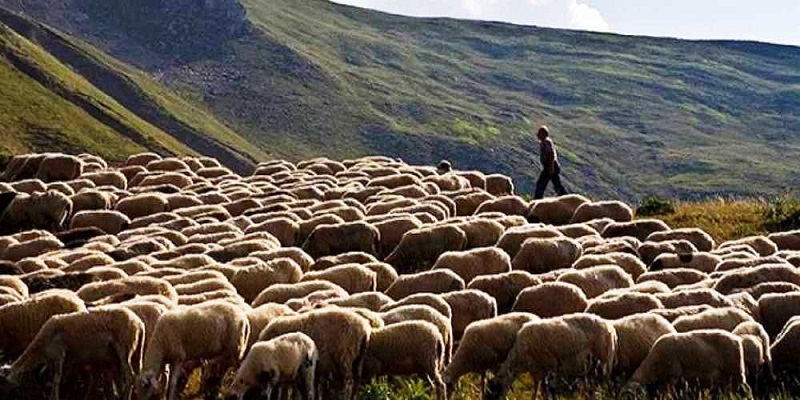 Εκδήλωση για το Θεσσαλικό πρόβατο την Παρασκευή 7-3 στην έκθεση AgroThessaly στη Λάρισα