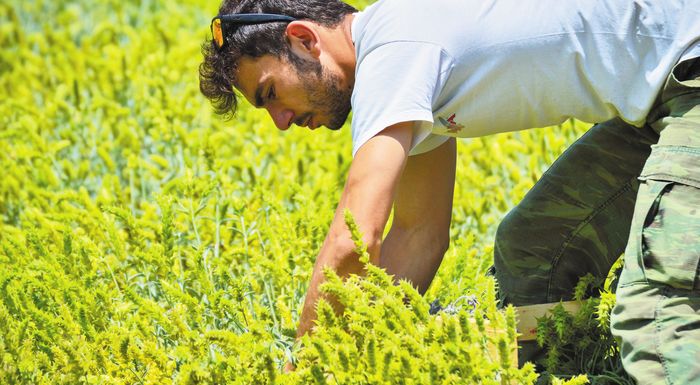 Με 6.829 προτάσεις στήριξης έκλεισε η πρόσκληση των Νέων Αγροτών-874 στη Θεσσαλία