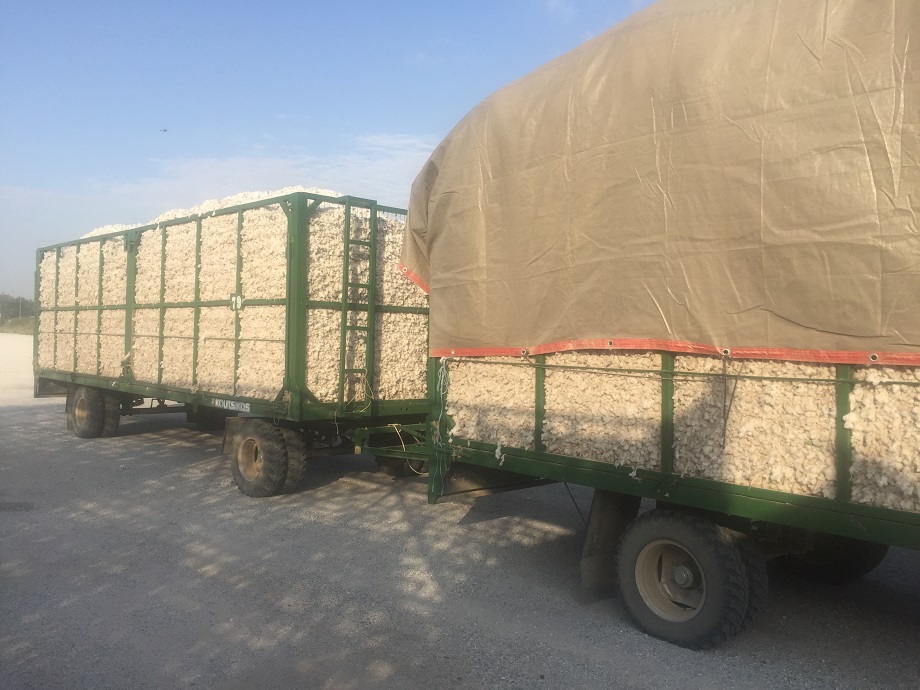 Ανοδική κίνηση για 45 λεπτά στο βαμβάκι μετά την  εμπορική συμφωνία ΗΠΑ- Κίνας