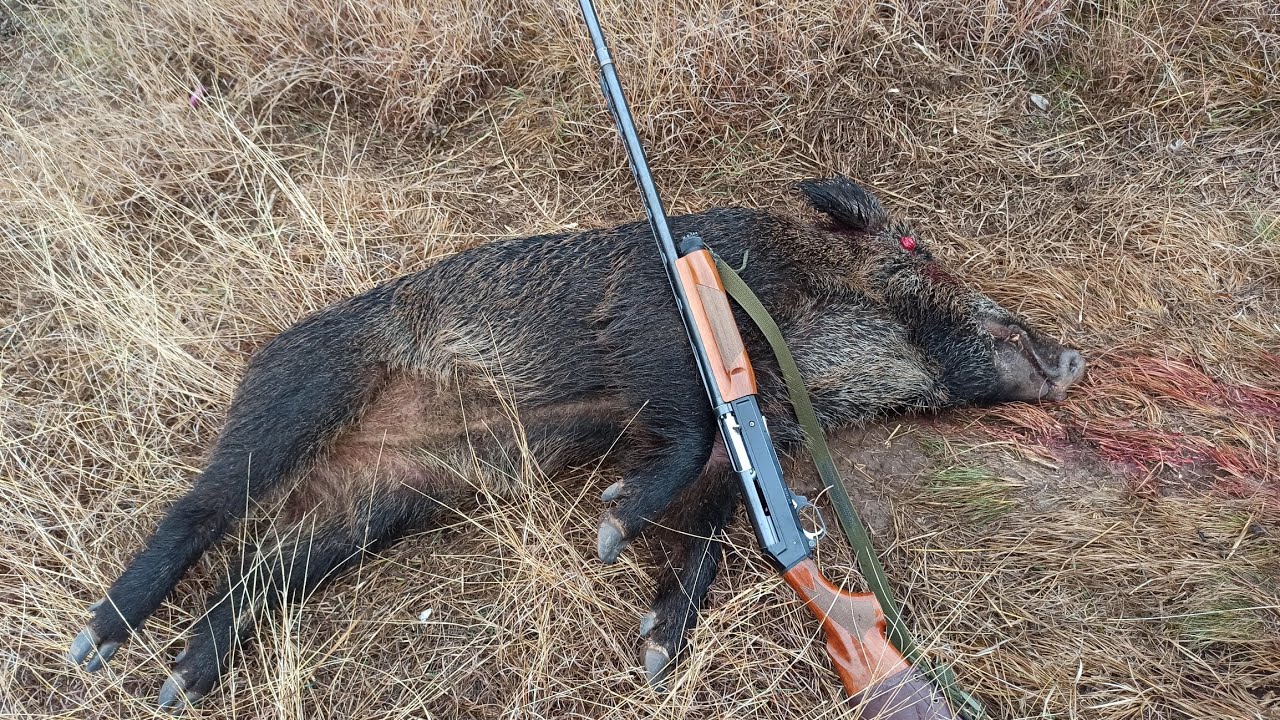 ΛΑΡΙΣΑ - Καταγγελία Λαρισαίας για επικίνδυνη και παράνομη χρήση πυροβόλου όπλου από κυνηγούς στη Νάουσα (ΒΙΝΤΕΟ) ΛΑΡΙΣΑ - Καταγγελία Λαρισαίας για επικίνδυνη και παράνομη χρήση πυροβόλου όπλου από κυνηγούς στη Νάουσα (ΒΙΝΤΕΟ)