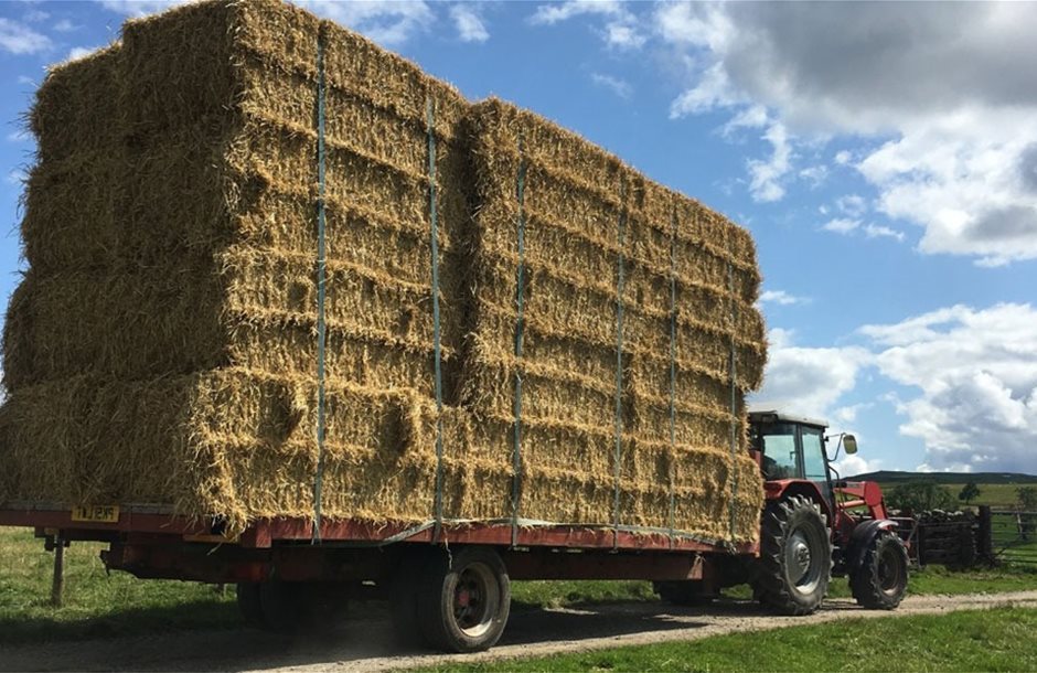 Πότε πέφτει το χρήμα για τα de minimis τριφυλλιών λόγω ευλογιάς