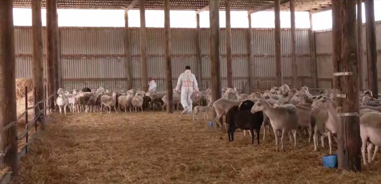 Αγροτικά - Εθνική αντεπίθεση κατά της ευλογιάς: 97 στρατιωτικοί κτηνίατροι στο πεδίο Αγροτικά - Εθνική αντεπίθεση κατά της ευλογιάς: 97 στρατιωτικοί κτηνίατροι στο πεδίο