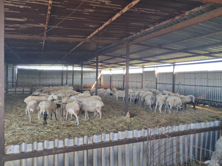 ΑΓΡΟΤΙΚΑ - Τι απαντά η Εθνική Επιστημονική Επιτροπή Ελέγχου της Ευλογιάς στην έκθεση της EFSA για το εμβόλιο ΑΓΡΟΤΙΚΑ - Τι απαντά η Εθνική Επιστημονική Επιτροπή Ελέγχου της Ευλογιάς στην έκθεση της EFSA για το εμβόλιο