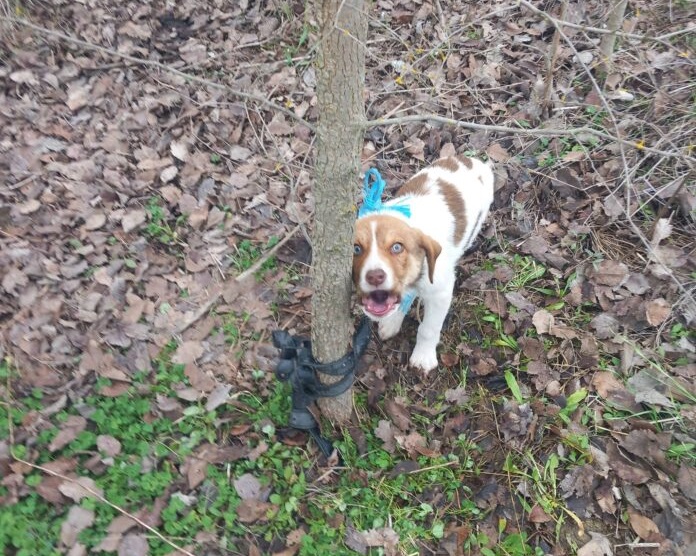 Αποτροπιασμός: κακοποιήθηκε κουτάβι έξω από την Καρδίτσα (ΦΩΤΟ)