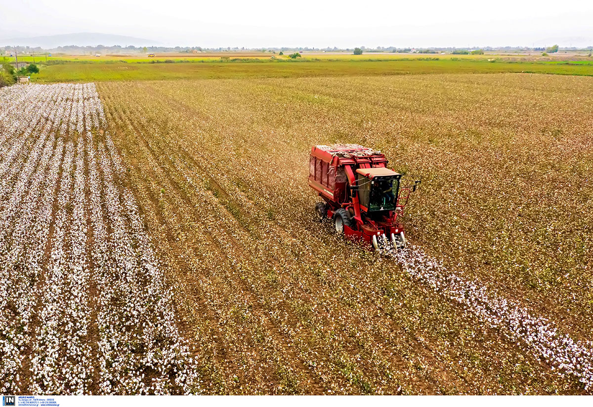 Αγροτικά - Νομοσχέδιο σκούπα για εκκρεμότητες ΟΠΕΚΕΠΕ ανακατανομή 80+80 σε βαμβάκι-σιτάρι, ζωικά Αγροτικά - Νομοσχέδιο σκούπα για εκκρεμότητες ΟΠΕΚΕΠΕ ανακατανομή 80+80 σε βαμβάκι-σιτάρι, ζωικά