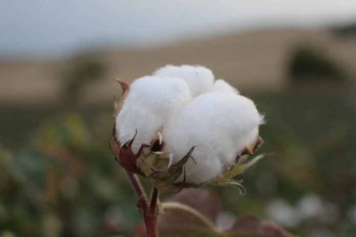 ΑΓΡΟΤΙΚΑ - Πρόγραμμα Άνθρακα: οι πρόσφατες αλλαγές για Βαμβάκι, Τομάτα, Κινόα ΑΓΡΟΤΙΚΑ - Πρόγραμμα Άνθρακα: οι πρόσφατες αλλαγές για Βαμβάκι, Τομάτα, Κινόα