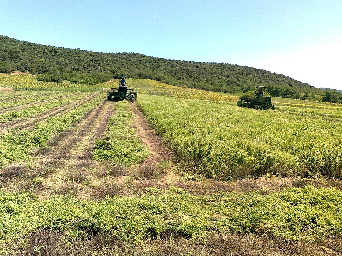 Κερδίζει έδαφος η καλλιέργεια της ρίγανης στη Θεσσαλία και αφήνει ικανοποιητική πρόσοδο στους αγρότες