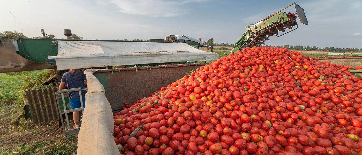 Αγροτικά - Μείωση τιμών φέτος στην βιομηχανική ντομάτα, σε αυξημένες αποδόσεις ελπίζουν οι παραγωγοί Αγροτικά - Μείωση τιμών φέτος στην βιομηχανική ντομάτα, σε αυξημένες αποδόσεις ελπίζουν οι παραγωγοί