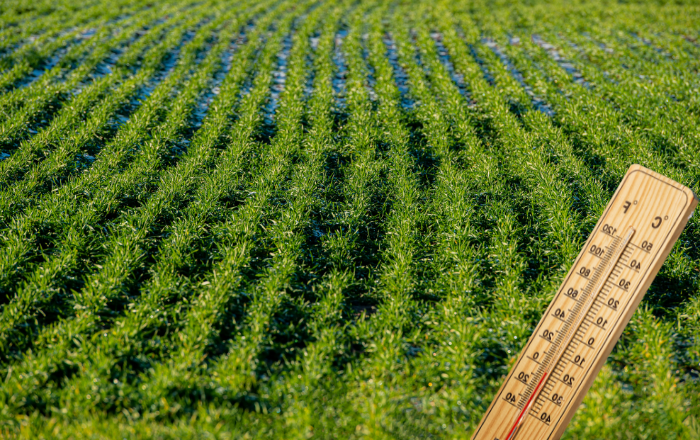 Οι συνεχείς βροχές κιτρίνισαν τα στάρια στον κάμπο-σε απόγνωση οι παραγωγοί (video)