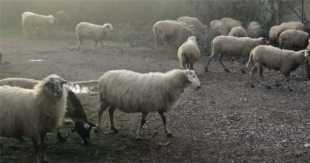 ΛΑΡΙΣΑ - Λάρισα; Βόσκαγαν τα πρόβατα εκτός στάνης και συνελήφθησαν ΛΑΡΙΣΑ - Λάρισα; Βόσκαγαν τα πρόβατα εκτός στάνης και συνελήφθησαν