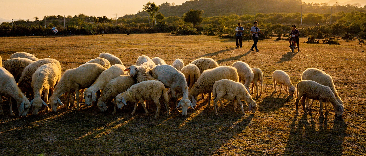 ΑΓΡΟΤΙΚΑ - Απελπιστικά τα σενάρια για τη βιοασφάλεια των αιγοπροβάτων ΑΓΡΟΤΙΚΑ - Απελπιστικά τα σενάρια για τη βιοασφάλεια των αιγοπροβάτων