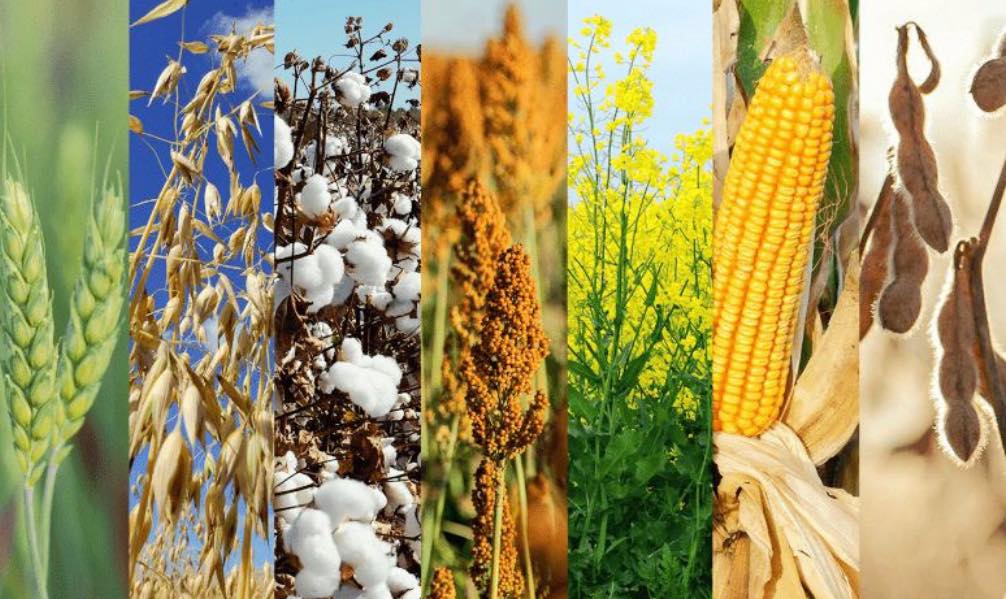 Συνδεδεμένες πριν το Πάσχα -στα 74 ευρώ το στρέμμα το βαμβάκι, στα 11,5 ευρώ το σκληρό σιτάρι