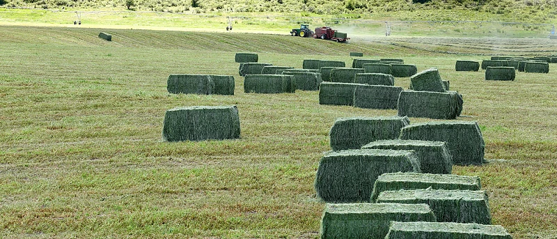 ΑΓΡΟΤΙΚΑ - Όλοι οι παραγωγοί μηδικής εντός Νομού με κρούσμα και σε ακτίνα 40 χλμ δικαιούνται έκτακτη ενίσχυση ΑΓΡΟΤΙΚΑ - Όλοι οι παραγωγοί μηδικής εντός Νομού με κρούσμα και σε ακτίνα 40 χλμ δικαιούνται έκτακτη ενίσχυση