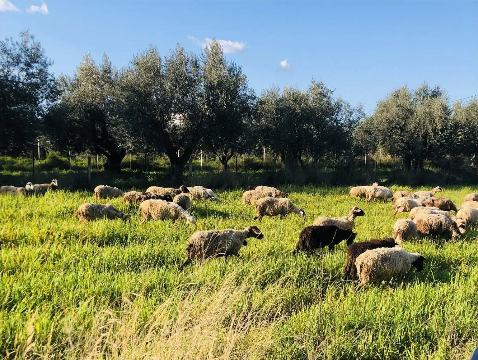 ΑΓΡΟΤΙΚΑ - Αυξημένο πριμ για νέους αγρότες και επαγγελματίες με έδρα στην ύπαιθρο φέρνει η νέα προγραμματική περίοδος ΑΓΡΟΤΙΚΑ - Αυξημένο πριμ για νέους αγρότες και επαγγελματίες με έδρα στην ύπαιθρο φέρνει η νέα προγραμματική περίοδος