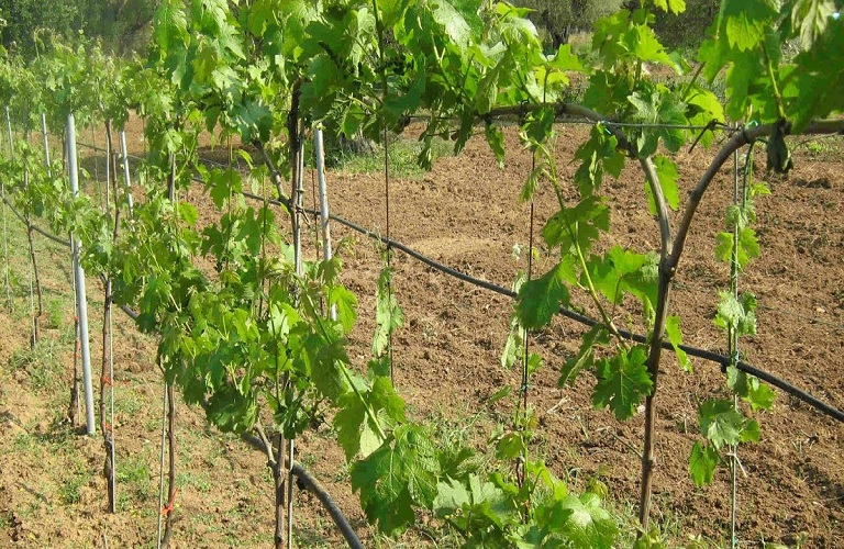 Αγροτικά - Αμπέλι: Χορήγηση αδειών για νέες φυτεύσεις οινοποιήσιμων ποικιλιών Αγροτικά - Αμπέλι: Χορήγηση αδειών για νέες φυτεύσεις οινοποιήσιμων ποικιλιών