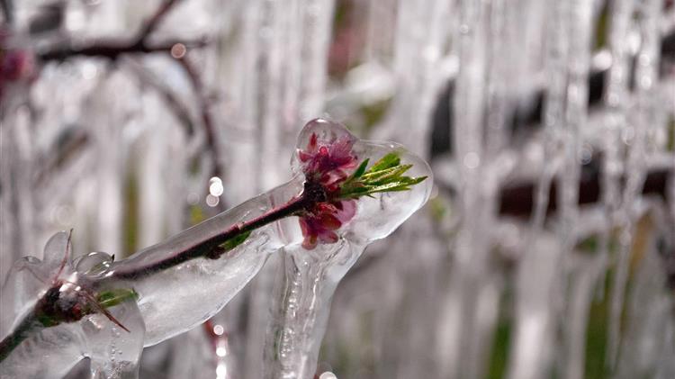 ΛΑΡΙΣΑ - ΕΛΓΑ – ΔΕ Νέσσωνος: Παρελήφθησαν τα πορίσματα για τον παγετό Μαρτίου 2025 – Από σήμερα η προθεσμία για ενστάσεις ΛΑΡΙΣΑ - ΕΛΓΑ – ΔΕ Νέσσωνος: Παρελήφθησαν τα πορίσματα για τον παγετό Μαρτίου 2025 – Από σήμερα η προθεσμία για ενστάσεις