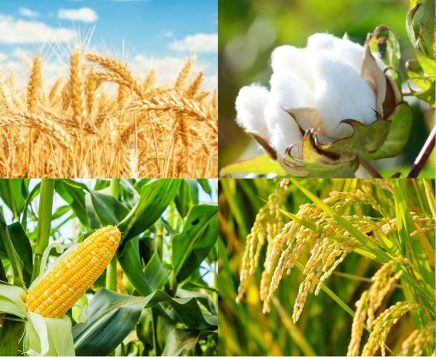 ΑΓΡΟΤΙΚΑ - Κέρδη, που αντανακλούν ισχυρή ζήτηση, σημείωσαν οι τιμές σε σιτάρι, σόγια, βοοειδή και βαμβάκι ΑΓΡΟΤΙΚΑ - Κέρδη, που αντανακλούν ισχυρή ζήτηση, σημείωσαν οι τιμές σε σιτάρι, σόγια, βοοειδή και βαμβάκι