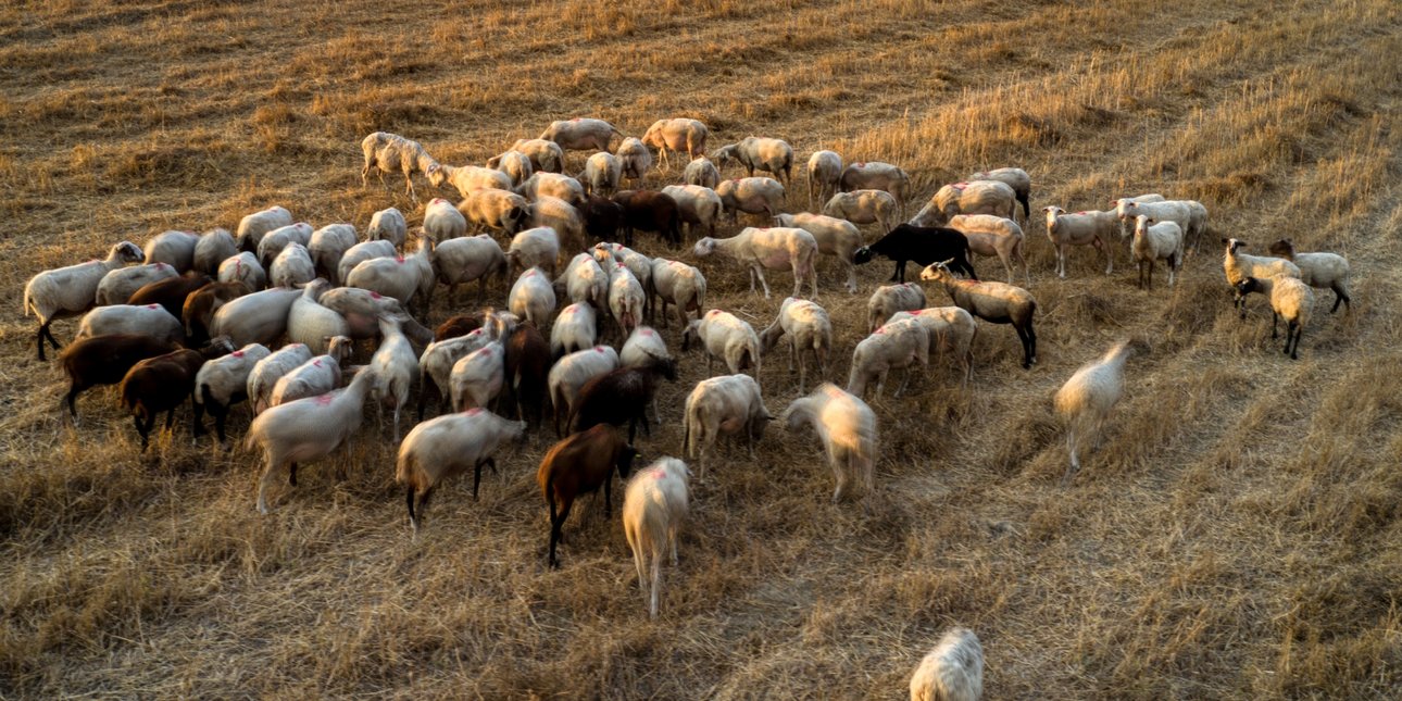 ΑΓΡΟΤΙΚΑ - Στις 481.359 οι θανατώσεις αιγοπροβάτων λόγω της ευλογιάς –10 νέα κρούσματα σε 4 Περιφερειακές Ενότητες ΑΓΡΟΤΙΚΑ - Στις 481.359 οι θανατώσεις αιγοπροβάτων λόγω της ευλογιάς –10 νέα κρούσματα σε 4 Περιφερειακές Ενότητες